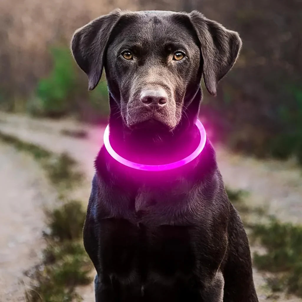 Black dog wearing a glowing pink LED collar on an outdoor path